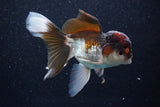 Thai Oranda  Tricolor 5 Inch (ID#1105To1b-65) Free2Day SHIPPING