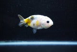 Baby Ranchu  Calico 3 Inch (ID#1015R9c-52) Free2Day SHIPPING