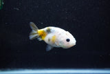 Baby Ranchu  Calico 3 Inch (ID#1015R9c-52) Free2Day SHIPPING