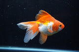 Ryukin Long Tail Red White 5 Inch (ID#304Ry8a-16) Free2Day SHIPPING