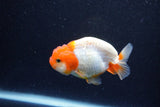 Juvenile Lionchu  Red White 3 Inch (ID#1203R11b-15) Free2Day SHIPPING