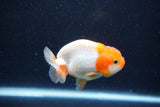 Juvenile Lionchu  Red White 3 Inch (ID#1203R11b-15) Free2Day SHIPPING