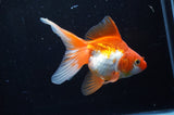 Ryukin Long Tail Red White 5 Inch (ID#304Ry8a-16) Free2Day SHIPPING