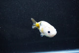 Baby Ranchu  Calico 3 Inch (ID#1015R9c-52) Free2Day SHIPPING