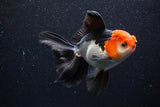 Thai Oranda  Tricolor 5 Inch (ID#1105To1b-66) Free2Day SHIPPING