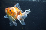 Ryukin Long Tail Calico 4.5 Inch (ID#408Ry8a-1) Free2Day SHIPPING