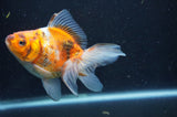 Ryukin Long Tail Calico 4.5 Inch (ID#408Ry8a-1) Free2Day SHIPPING