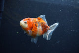 Yuan Bao Oranda  Calico 3.5 Inch (ID#1213Yb10b-70) Free2Day SHIPPING