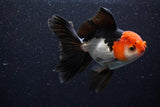 Thai Oranda  Tricolor 5 Inch (ID#1105To1b-66) Free2Day SHIPPING