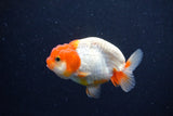 Juvenile Lionchu  Red White 3 Inch (ID#1203R11b-15) Free2Day SHIPPING