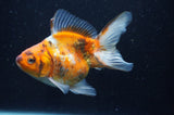 Ryukin Long Tail Calico 4.5 Inch (ID#408Ry8a-1) Free2Day SHIPPING