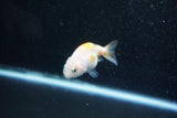 Baby Ranchu  Calico 2.5 Inch (ID#1015R9c-53) Free2Day SHIPPING