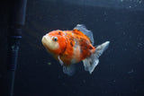 Yuan Bao Oranda  Calico 3.5 Inch (ID#1213Yb10b-70) Free2Day SHIPPING