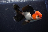 Thai Oranda  Tricolor 5 Inch (ID#1105To1b-66) Free2Day SHIPPING