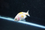 Baby Ranchu  Calico 2.5 Inch (ID#1015R9c-53) Free2Day SHIPPING