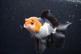 Thai Oranda  Tricolor 5 Inch (ID#1105To1b-66) Free2Day SHIPPING