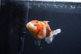 Yuan Bao Oranda  Calico 3.5 Inch (ID#1213Yb10b-70) Free2Day SHIPPING