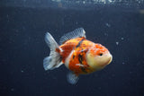 Yuan Bao Oranda  Calico 3.5 Inch (ID#1213Yb10b-70) Free2Day SHIPPING