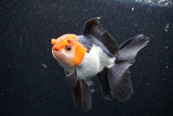 Thai Oranda  Tricolor 5 Inch (ID#1105To1b-66) Free2Day SHIPPING