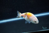 Baby Ranchu  Calico 2.5 Inch (ID#1015R9c-53) Free2Day SHIPPING