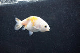 Baby Ranchu  Calico 2.5 Inch (ID#1015R9c-53) Free2Day SHIPPING