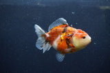 Yuan Bao Oranda  Calico 3.5 Inch (ID#1213Yb10b-70) Free2Day SHIPPING