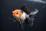 Thai Oranda  Tricolor 5 Inch (ID#1105To1b-66) Free2Day SHIPPING