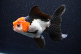 Thai Oranda  Tricolor 5 Inch (ID#1105To1b-66) Free2Day SHIPPING