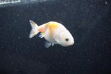 Baby Ranchu  Calico 2.5 Inch (ID#1015R9c-53) Free2Day SHIPPING