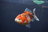 Yuan Bao Oranda  Calico 3.5 Inch (ID#1213Yb10b-70) Free2Day SHIPPING