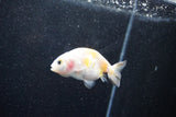 Baby Ranchu  Calico 2.5 Inch (ID#1015R9c-53) Free2Day SHIPPING