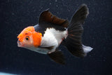 Thai Oranda  Tricolor 5 Inch (ID#1105To1b-66) Free2Day SHIPPING