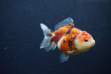 Yuan Bao Oranda  Calico 3.5 Inch (ID#1213Yb10b-70) Free2Day SHIPPING