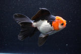 Thai Oranda  Tricolor 5 Inch (ID#1105To1b-66) Free2Day SHIPPING