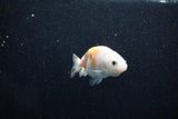 Baby Ranchu  Calico 2.5 Inch (ID#1015R9c-53) Free2Day SHIPPING