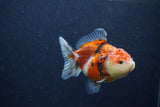 Yuan Bao Oranda  Calico 3.5 Inch (ID#1213Yb10b-70) Free2Day SHIPPING