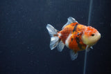 Yuan Bao Oranda  Calico 3.5 Inch (ID#1213Yb10b-70) Free2Day SHIPPING