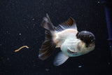 Thai Oranda  Panda 4 Inch (ID#1105To1b-67) Free2Day SHIPPING