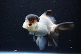 Thai Oranda  Panda 4 Inch (ID#1105To1b-67) Free2Day SHIPPING