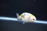 Baby Ranchu  Calico 2.5 Inch (ID#1015R9c-54) Free2Day SHIPPING