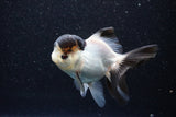 Thai Oranda  Panda 4 Inch (ID#1105To1b-67) Free2Day SHIPPING