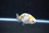 Baby Ranchu  Calico 2.5 Inch (ID#1015R9c-54) Free2Day SHIPPING