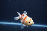 Yuan Bao Oranda  Calico 3.5 Inch (ID#1213Yb10b-71) Free2Day SHIPPING