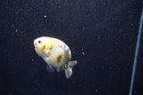 Baby Ranchu  Calico 2.5 Inch (ID#1015R9c-54) Free2Day SHIPPING