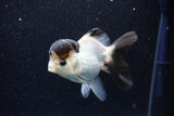 Thai Oranda  Panda 4 Inch (ID#1105To1b-67) Free2Day SHIPPING