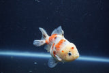 Yuan Bao Oranda  Calico 3.5 Inch (ID#1213Yb10b-71) Free2Day SHIPPING