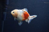 Yuan Bao Oranda  Calico 3.5 Inch (ID#1213Yb10b-71) Free2Day SHIPPING