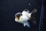 Thai Oranda  Panda 4 Inch (ID#1105To1b-67) Free2Day SHIPPING