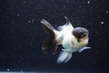 Thai Oranda  Panda 4 Inch (ID#1105To1b-67) Free2Day SHIPPING