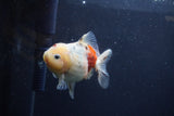 Yuan Bao Oranda  Calico 3.5 Inch (ID#1213Yb10b-71) Free2Day SHIPPING